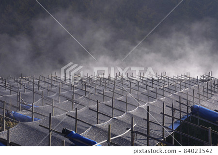 morning in ginseng field 84021542