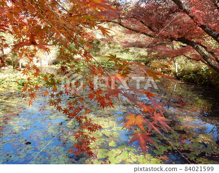 A spectacular view of autumn leaves that enriches your heart 84021599