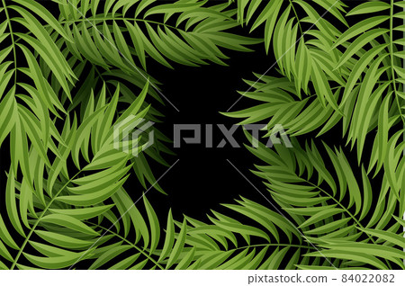 green leaf of palm tree on white background 84022082
