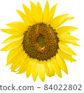 向日葵 84022802