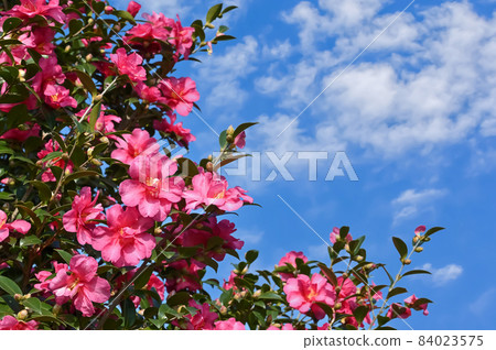 Sasanqua flowers 84023575