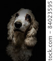 英國可卡犬 84023595