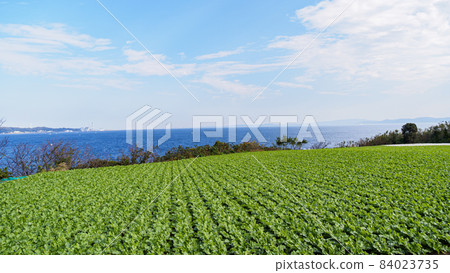 位於湘南三浦半島的神奈川縣三浦市的特產白菜和蘿蔔田（冬天可以眺望大海） 84023735