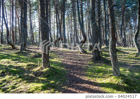 A coniferous forest. The tilted and curved trunks of pine trees. Dancing forest. A coniferous forest. The tilted and curved trunks of pine trees. Dancing forest. 84024517