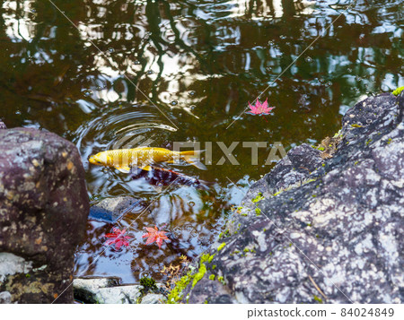 Nishikigoi and autumn leaves in the garden 84024849