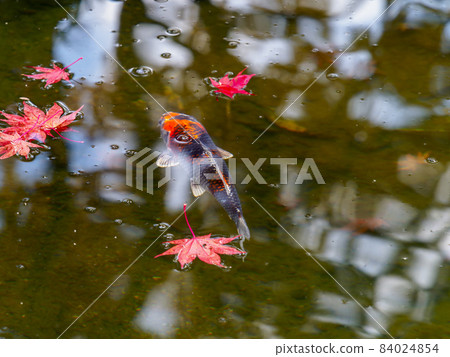 Nishikigoi and autumn leaves in the garden 84024854