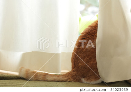 Cat hiding in the curtain 84025989