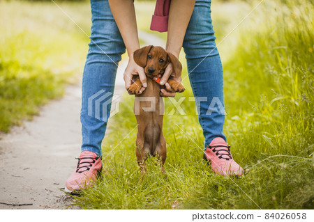 Red dachshund walking in the park. cute puppy on the summer forest background Red dachshund walking in the park. cute puppy on the summer forest background 84026058