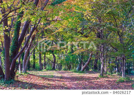 Walk through the bright autumn forest 84026217