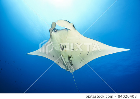 曼塔 曼塔 84026408