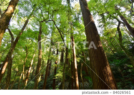 A quiet forest 84026561