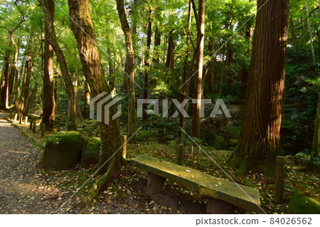 A bench on the forest road 84026562