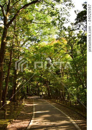 A big road in the forest A big road in the forest 84026567