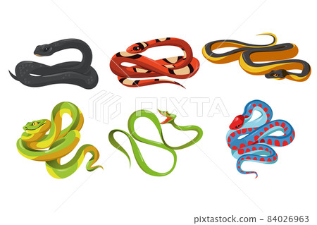 Cartoon snake species isolated vector serpents set 84026963