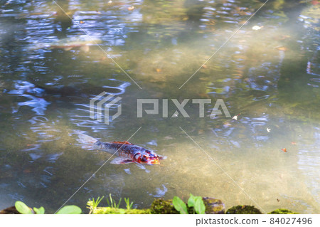 京都府京都市善林寺 (Eikando) 池塘鯉魚的風景 京都府京都市善林寺 (Eikando) 池塘鯉魚的風景 84027496