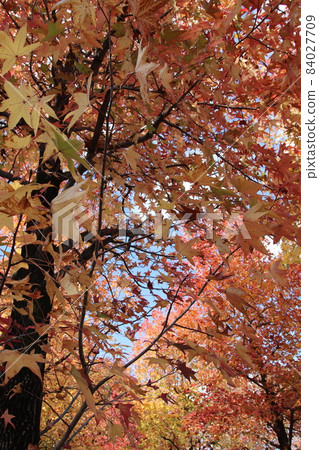 Autumn leaves Autumn leaves 84027709