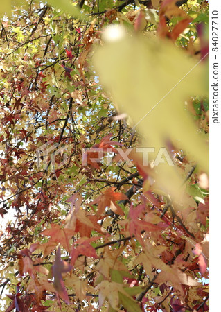 Autumn leaves Autumn leaves 84027710