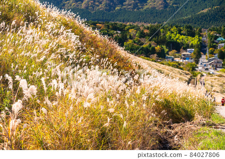 《Kanagawa Prefecture》 Sengokuhara in autumn, the grassland of Susuki 84027806