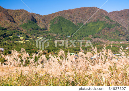 《神奈川縣》秋天的仙石原，鈴木的草原 84027807