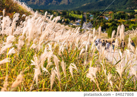 《神奈川縣》秋天的仙石原，鈴木的草原 84027808
