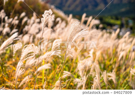 《神奈川縣》秋天的仙石原，鈴木的草原 84027809