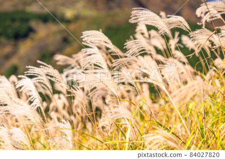 《神奈川縣》秋天的仙石原，鈴木的草原 84027820