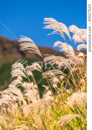 《Kanagawa Prefecture》 Sengokuhara in autumn, the grassland of Susuki 《Kanagawa Prefecture》 Sengokuhara in autumn, the grassland of Susuki 84027824