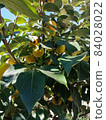 apple on a tree 84028022