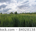 grain field and sky 84028138