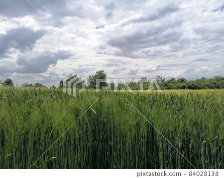 grain field and sky grain field and sky 84028138