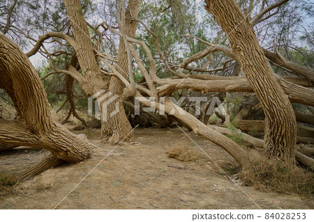 huge curved trees of bizarre shapes in an oasis in the Negev desert 84028253