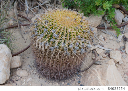 Various beautiful round cacti in the garden in the Negev desert Various beautiful round cacti in the garden in the Negev desert 84028254