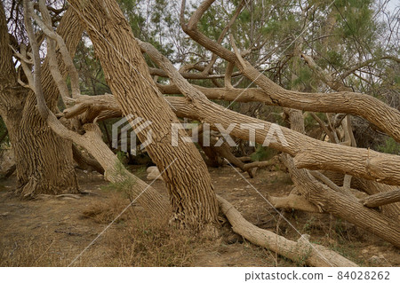 huge curved trees of bizarre shapes in an oasis in the Negev desert huge curved trees of bizarre shapes in an oasis in the Negev desert 84028262