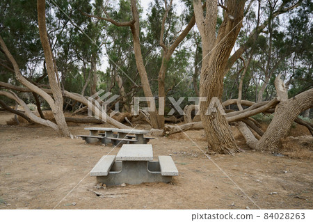 huge curved trees of bizarre shapes in an oasis in the Negev desert 84028263