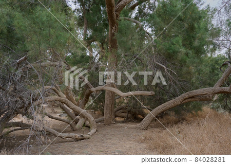 huge curved trees of bizarre shapes in an oasis in the Negev desert 84028281