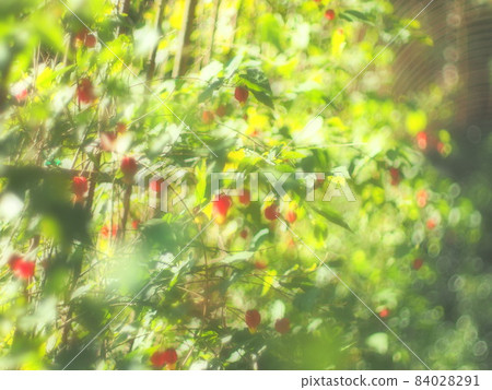 Ukitsuriboku花 84028291