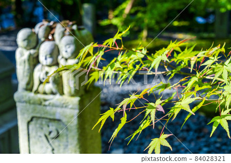 Scenery of Zenrinji Temple (Eikan-do) Maple and Jizo where the autumn leaves have begun Kyoto City, Kyoto Prefecture Scenery of Zenrinji Temple (Eikan-do) Maple and Jizo where the autumn leaves have begun Kyoto City, Kyoto Prefecture 84028321