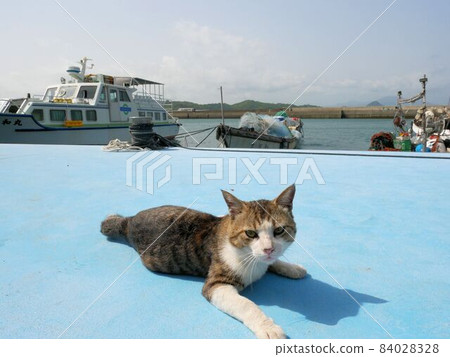 A cat in Ehito Port (Kamiamakusa City, Kumamoto Prefecture) A cat in Ehito Port (Kamiamakusa City, Kumamoto Prefecture) 84028328