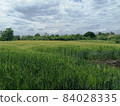 grain field in the morning 84028335
