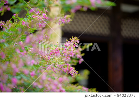 奈良江後寺院內的萩花 84028375