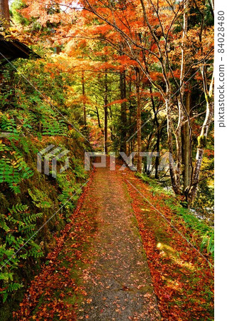 紅葉散步奧津溪谷 紅葉散步奧津溪谷 84028480