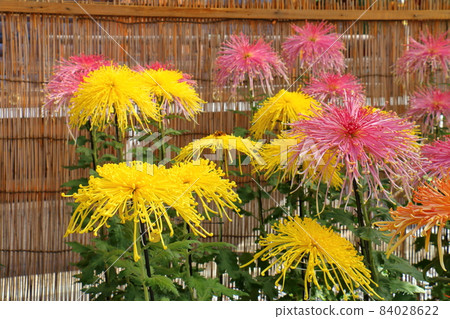 Kameido Tenjin Chrysanthemum Festival 2021 3-6-1 Kameido, Koto-ku, Tokyo Kameido Tenjin Chrysanthemum Festival 2021 3-6-1 Kameido, Koto-ku, Tokyo 84028622