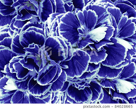 A bouquet of blue flowers carnations. Close-up. Flower composition. Nature. A bouquet of blue flowers carnations. Close-up. Flower composition. Nature. 84028665