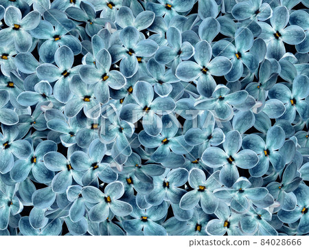Floral turquoise background. A bouquet of lilac flowers. Close-up. floral collage. Flower composition. Nature. Floral turquoise background. A bouquet of lilac flowers. Close-up. floral collage. Flower composition. Nature. 84028666