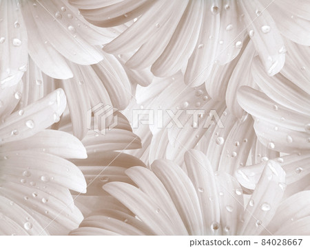 Floral white-red background. Petals flower daisy. Close-up. Nature. Floral white-red background. Petals flower daisy. Close-up. Nature. 84028667