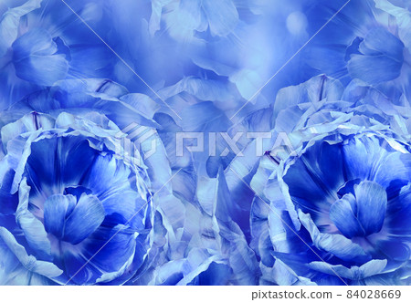 Floral blue background. A bouquet of blue tulips flowers. Close-up. floral collage. Flower composition. Nature. Floral blue background. A bouquet of blue tulips flowers. Close-up. floral collage. Flower composition. Nature. 84028669