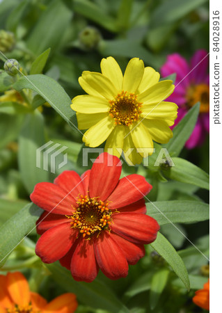 Common zinnia Common zinnia 84028916