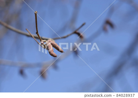 Common hazel Common hazel 84028937
