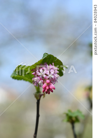 Flowering currant 84028943