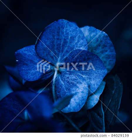Closeup flowers on dark classic blue background, trend color of the year Closeup flowers on dark classic blue background, trend color of the year 84029139